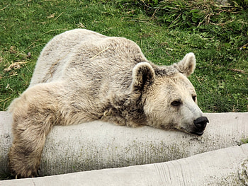 Animals, Wood, To Lie Down, Lie, Tree, Bear, Lazy HD wallpaper