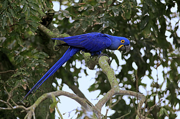 Hyacinth Macaw, animal, macaw, bird, hyacinth HD wallpaper
