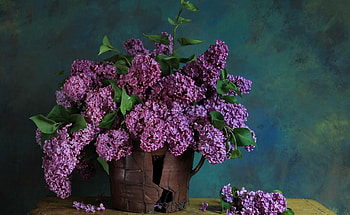 Flowers, Leaves, Lilac, Branch, Bouquet, Spring HD wallpaper