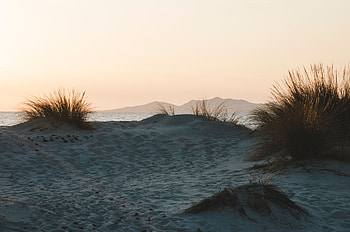 Nature, Sunset, Sand, Bush, Horizon HD wallpaper