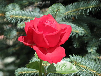 Plants, Flowers, Roses HD wallpaper