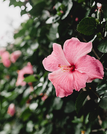 Flower, Flowers, Pink, Hibiscus, Chinese Rose HD phone wallpaper