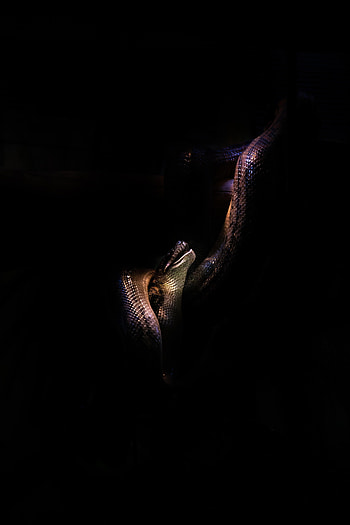 Animals, Dark, Snake, Scales, Scale HD phone wallpaper