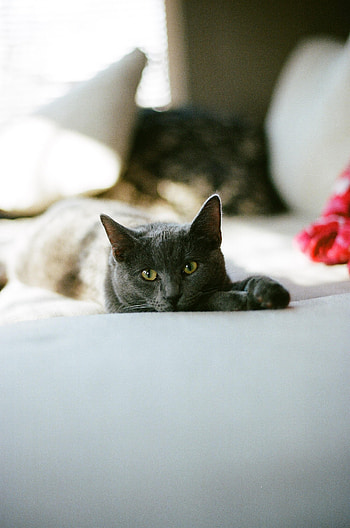Animals, Cat, Pet, Sight, Opinion, Sleepy HD phone wallpaper