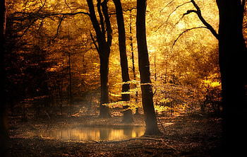 Autumn park, Park, Colors, Autumn, Trees HD wallpaper