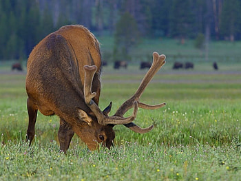 deer, animal, zoo HD wallpaper