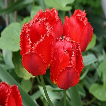 tulips, spring, red, flower HD wallpaper