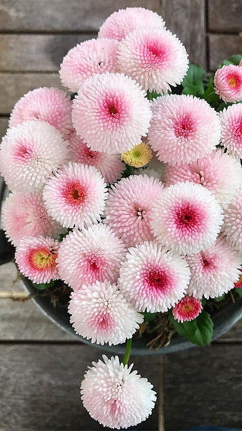 Beautiful Flowers, Adorable Flowers HD phone wallpaper