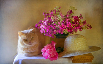 Still life, animals, cat, flowers, hat HD wallpaper