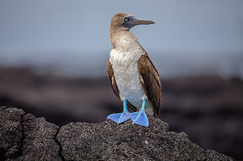 Scientists debate, Tweak wild genomes, Daily Sabah, Booby HD wallpaper