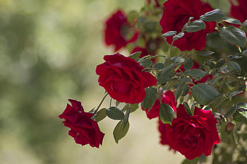 Flowers, Bush, Rose Flower, Rose, Buds HD wallpaper