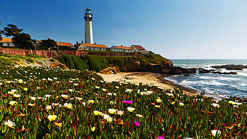 Spring Flowers At Pigeon Point Lighthouse, San Mateo County, California, flowers, coast, sea, landscape, beach, usa HD wallpaper