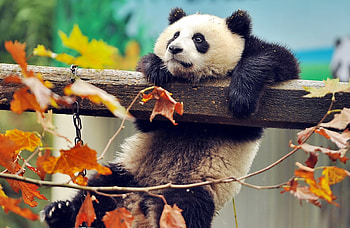 Panda in Autumn, animal, autumn, panda, fall HD wallpaper