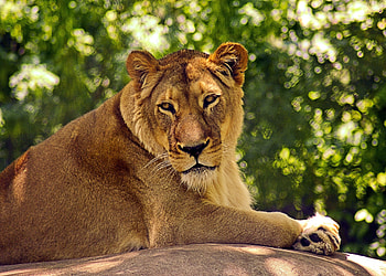 Lioness, zoo, predator, relaxed HD wallpaper