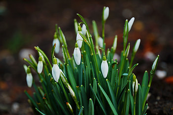 Close up, bloom, flowers, Snowdrop HD wallpaper