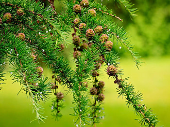 green branch, branch, forest, green, tree HD wallpaper
