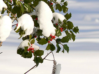 Snow-covered, Holly Tree HD wallpaper