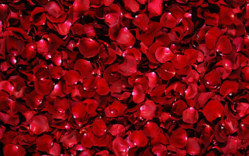 Red Rose HD wallpaper