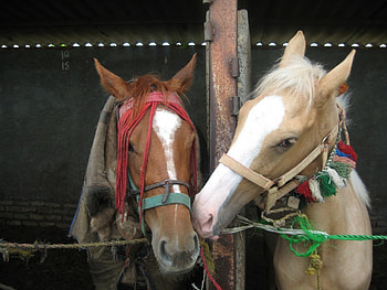 Lovely horses, horses, romantic, love, animals HD wallpaper