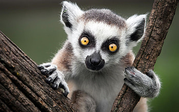 Cute lemur, Playful antics, Adorable expression, Lively background HD wallpaper