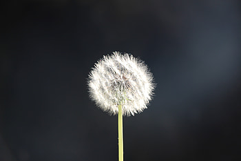 Dandelion, fluff, flower, portrait HD wallpaper