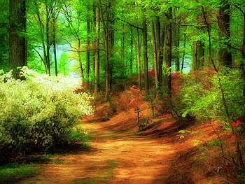 Forest path, sunny, summer, wood, path, trees, nature, forest, sun stream HD wallpaper