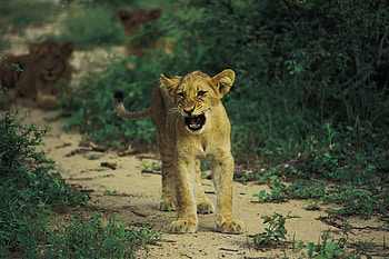 Animals, Kitty, Kitten, Lion, Predator, Kid, Tot, Growl HD wallpaper