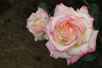 Roses, Flowers, Tenderness, Petals HD wallpaper