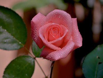Drops on Pink Rose, rose, pink, petals, drops, nature, flowers HD wallpaper