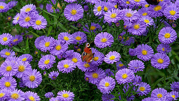 Brown Butterfly On Purple Daisies Flowers Grass Bushes graphy graphy HD wallpaper
