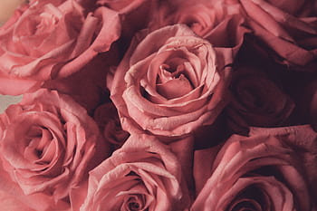 A close-up view of a beautifully arranged pink roses bouquet, perfect for romantic occasions. HD wallpaper