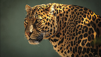 Leopard, Animal beauty HD wallpaper
