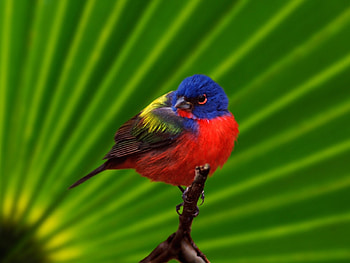 Animals, Birds HD wallpaper