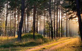 Forest Path, sunshine, Latvia, forest, path, autumn HD wallpaper