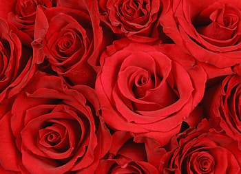 ROSAS VERMELHAS, flor, vermelhas, flora, natureza HD wallpaper