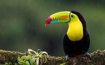 Toucan , Nature's artwork, Colorful feathers, collection HD wallpaper