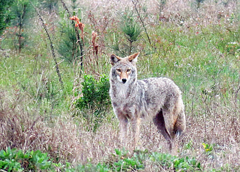 Wily coyotes, Westlake area, Urban wildlife, Nature's adaptability HD wallpaper