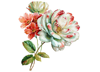 Flowers, summer, rose, pink, white, flower, green, trandafir, card HD wallpaper