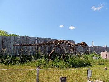 Dinosaur Skeleton, Reptile Zoo, Dinosaur, graphy, Skeleton, Grass, Fence, Animal, Sky HD wallpaper