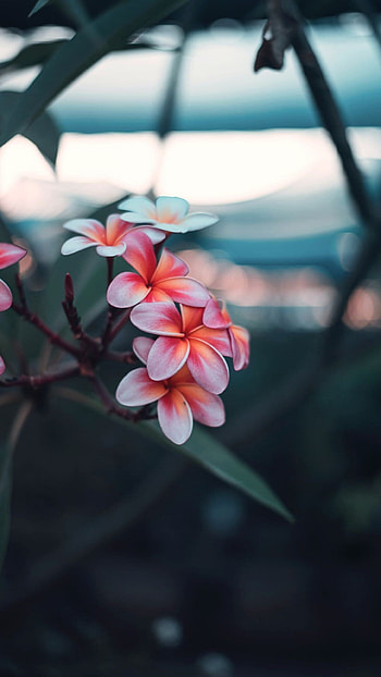 Flowers , Best nature's gift, beauty, Floral wonderland HD phone wallpaper