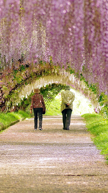 May, Couple Walking, Floral Background HD phone wallpaper