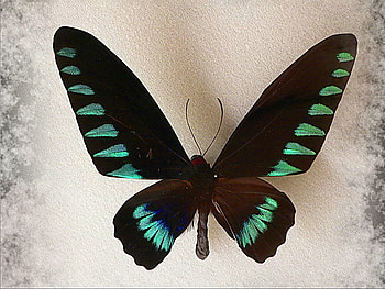 Magnificant Birdwing, birdwing, black, butterfly, turquoise, clouds, largest HD wallpaper