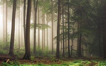 Forest in Germany, mist, trees, Germany, forest HD wallpaper