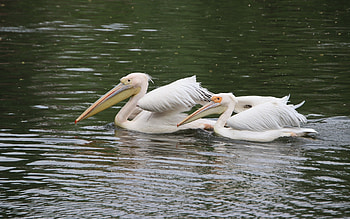 Pelicans, birds, water, animals HD wallpaper