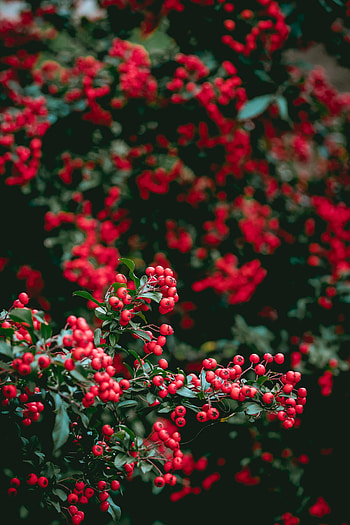 Nature, Leaves, Berries, Branches, Branch, Red Berries HD phone wallpaper