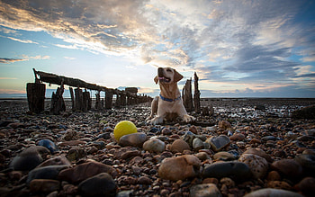 Animals, Stones, Sky, Shore, Bank, To Lie Down, Lie, Dog HD wallpaper