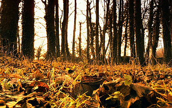 Nature, Grass, Autumn, Leaves, Fallen HD wallpaper