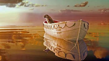 Bengal tiger, Life of Pi HD wallpaper