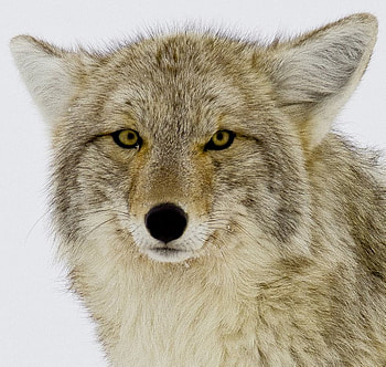 coyote, closeup, nature, wild HD wallpaper