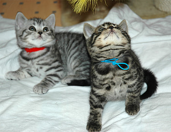 cute sister and brother, cats, art , cute, animals HD wallpaper